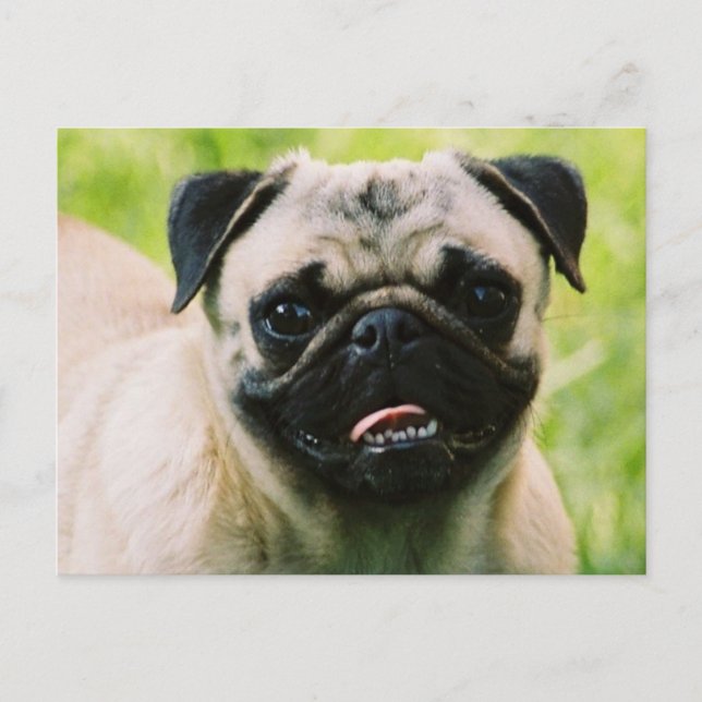 Mops-Welpenkarte Postkarte (Vorderseite)