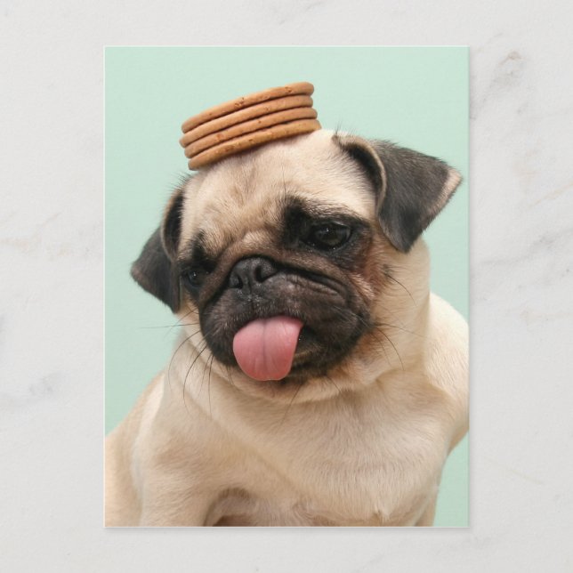 Mops Will Leckereien Postkarte (Vorderseite)