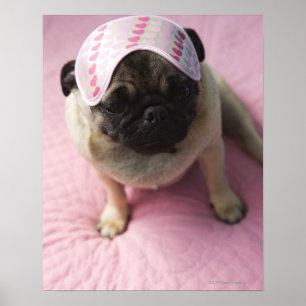 Mopshund mit Augenmaske auf dem Kopf, der auf Bett Poster