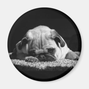 Mopsmagnet Magnet