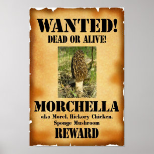 Morchel - gewollte Tote oder lebendig Poster