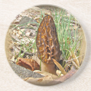 Morchel-Pilz Sandstein Untersetzer