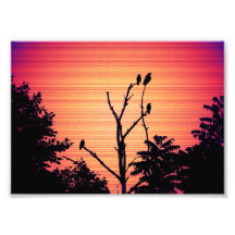 Mordkrähen in einem toten Baum (Sonnenuntergangsve