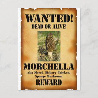 Morel - Gewollt Poster Postkarte