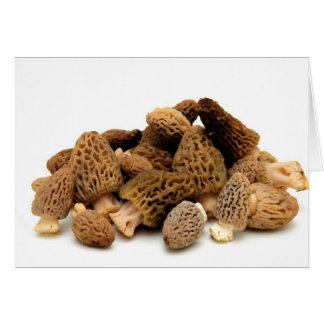 Morel Mushroom