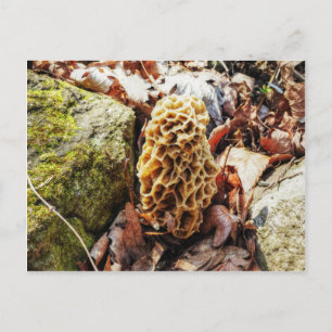 Morel Mushroom in der Wildnis Postkarte