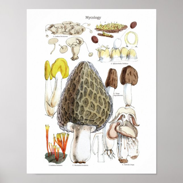 Morel Mushroom Poster (Vorne)