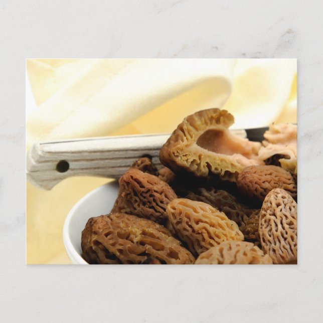 Morel Mushroom Postkarte (Vorderseite)