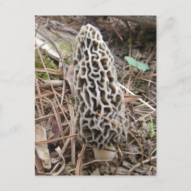 Morel Mushroom Postkarte (Vorderseite)