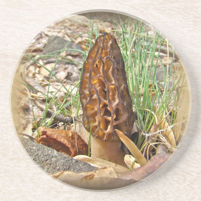 Morel Mushroom Sandstein Untersetzer (Vorne)