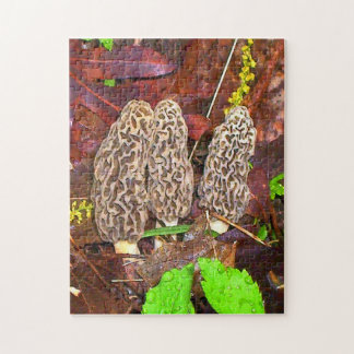 Morel Mushrooms