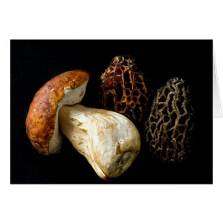 Morels et le roi Bolete