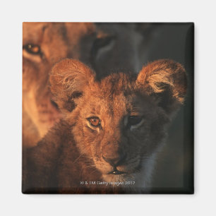 Moremi Tier-Reserve, Botswana 2 Magnet