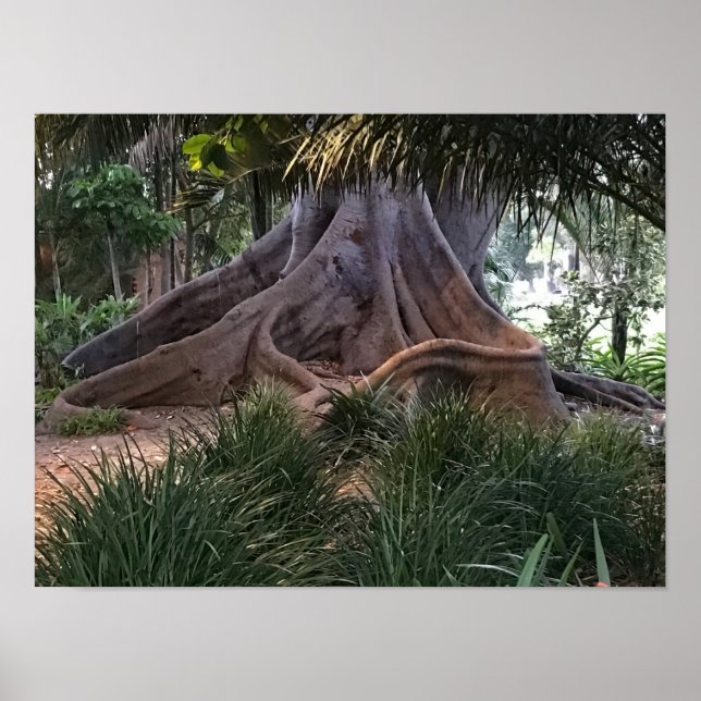 Moreton Bay Fig Tree Poster (Vorne)