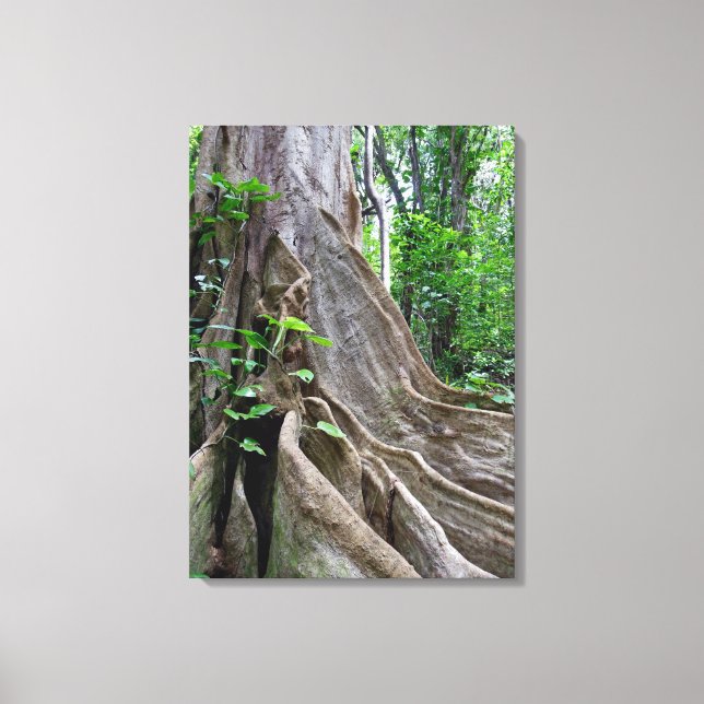 Moreton Bay Fig Tree Roots Leinwanddruck (Vorderseite)