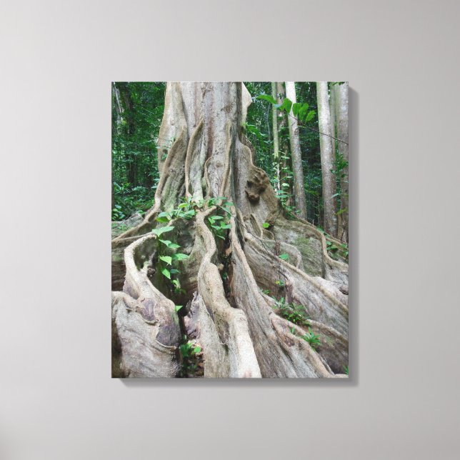 Moreton Bay Fig Tree Roots Leinwanddruck (Vorderseite)