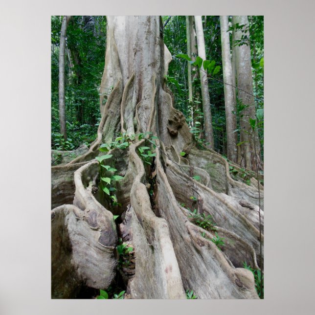 Moreton Bay Fig Tree Roots Poster (Vorne)