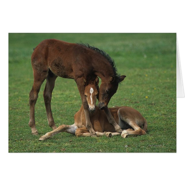 Morgan Foals Playing (Vorderseite (Horizontal))