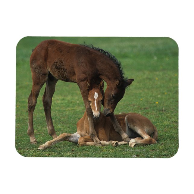 Morgan Foals Playing Magnet (Horizontal)