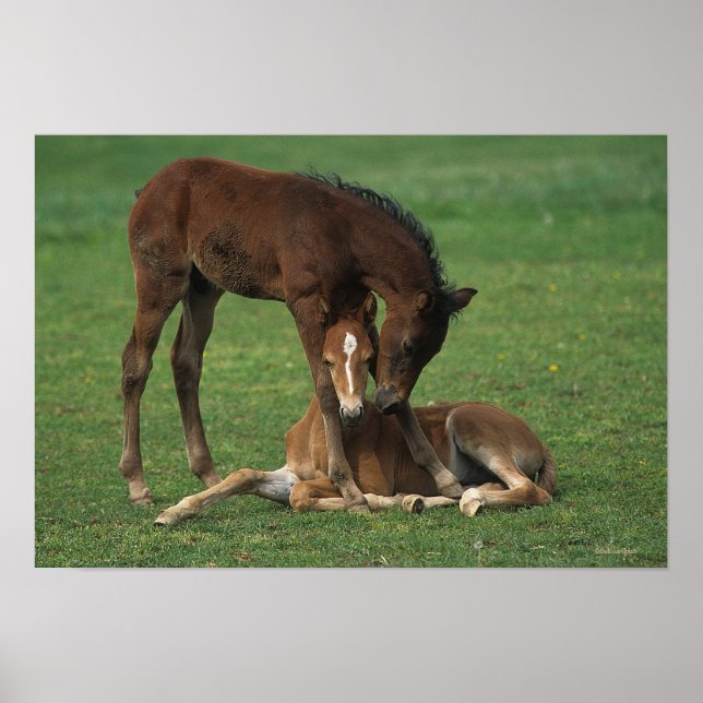 Morgan Foals Playing Poster (Vorne)