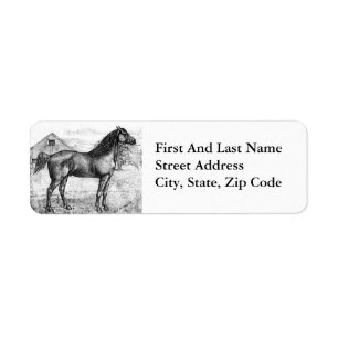 Morgan Horse Breed 1888 Vintag Zeichnend Kunst