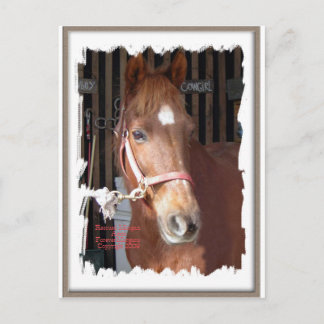 Morgan Horse Happy Postkarte