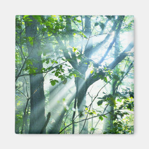 Morgen im Wald Magnet