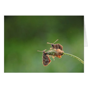 Morgen-Liebe - kleine Schmetterlinge