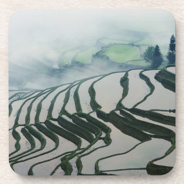 Morgen-Nebel über Reis-Feldern Untersetzer (Vorderseite)