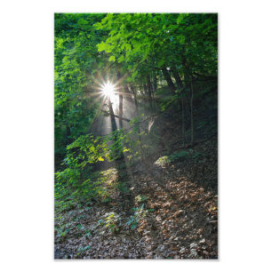 Morgen-Sonnenstrahlen durch den Wald des Kaposia P Fotodruck