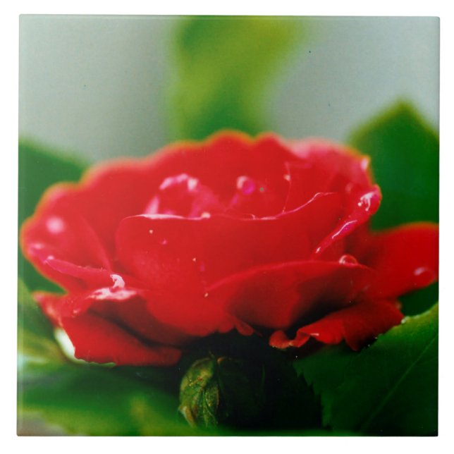 Morgengrauen rote Rose mit Taubstropfen Fliese (Vorderseite)