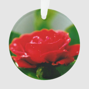 Morgengrauen Rote Rose mit Taubstropfen Ornament