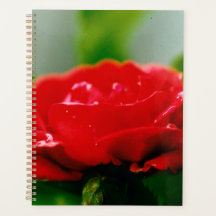 Morgengrauen rote Rose mit Taubstropfen