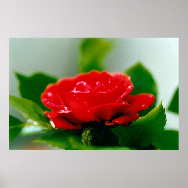 Morgengrauen rote Rose mit Taubstropfen Poster (Vorne)