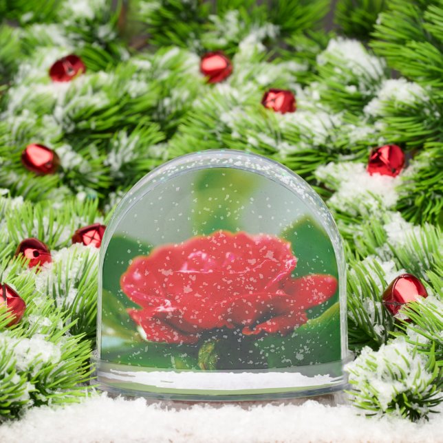 Morgengrauen rote Rose mit Taubstropfen Schneekugeln (Weihnachten)
