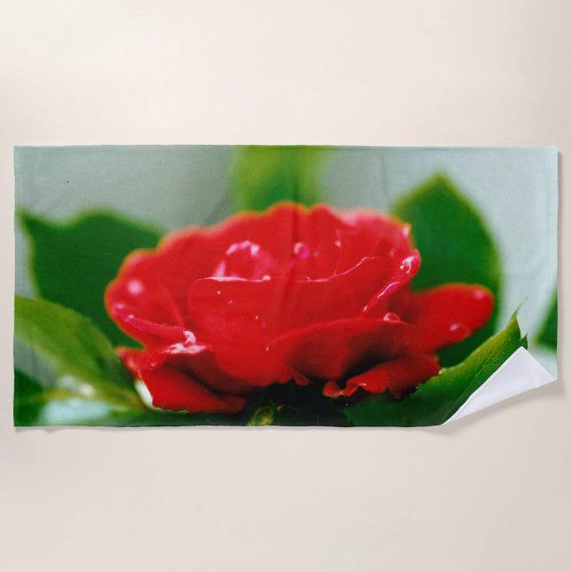 Morgengrauen rote Rose mit Taubstropfen Strandtuch (Vorderseite)