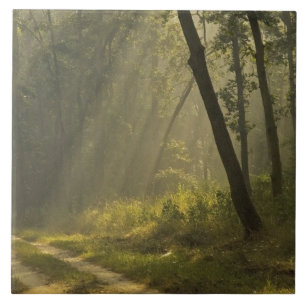 Morgenlicht durch Bäume im Dschungel Fliese