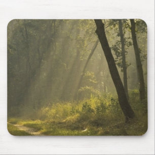 Morgenlicht durch Bäume im Dschungel Mousepad