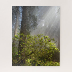 Morgennebel auf Rhododendron
