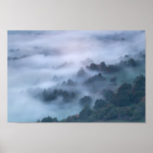 Morgennebel, der durch Bäume zieht Poster