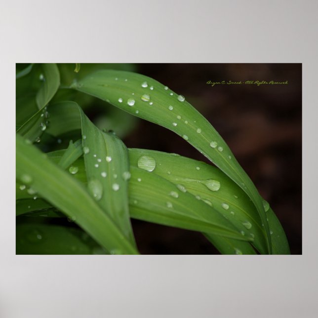 Morgenregen auf perfekten Blades von Grasfotografi Poster (Vorne)