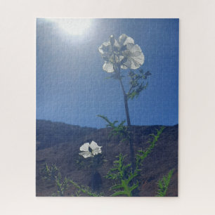 Morgenruhe: Cremeblüte in durchscheinendem Licht