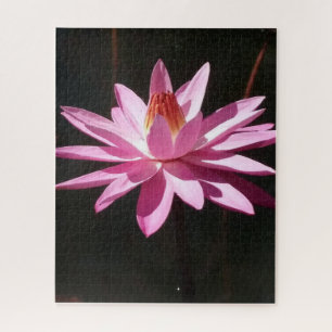 Morgenruhe: Rosa Lotus im sanften natürlichen Lich
