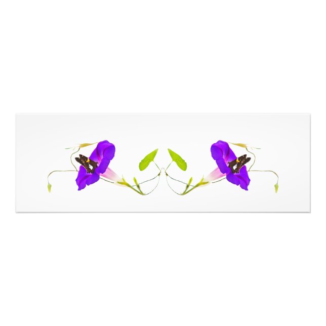 Morgenruhm und Schmetterling Fotodruck (Vorne)