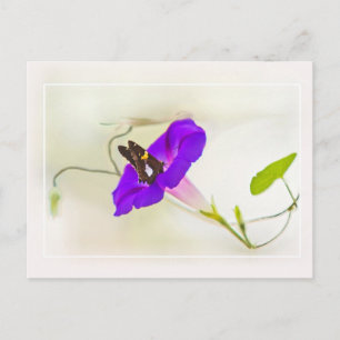 Morgenruhm und Schmetterling Postkarte