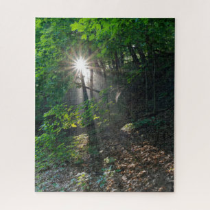 Morgens Sonnenbäume durch den Wald von Kaposia Par