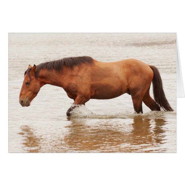 Morgenschwimmen für ein Pferd (Vorderseite (Horizontal))