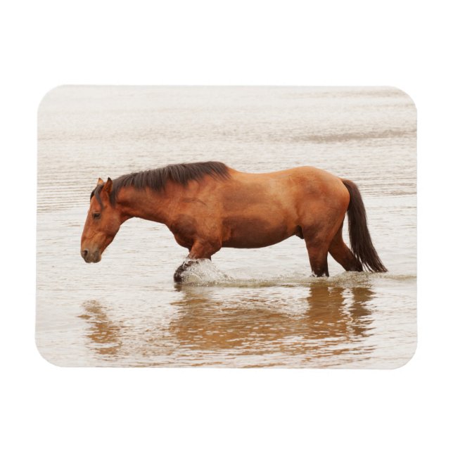 Morgenschwimmen für ein Pferd Magnet (Horizontal)