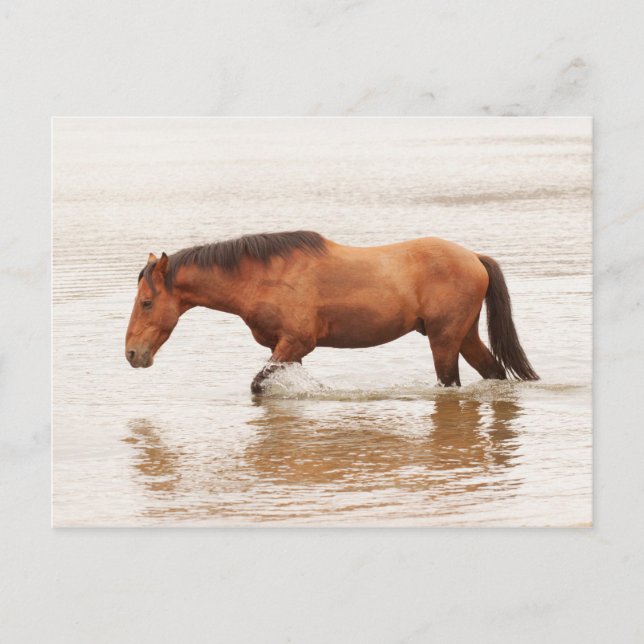 Morgenschwimmen für ein Pferd Postkarte (Vorderseite)