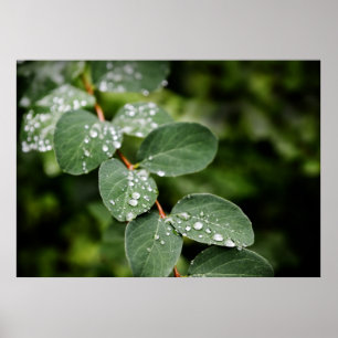 Morgentau im Garten Poster